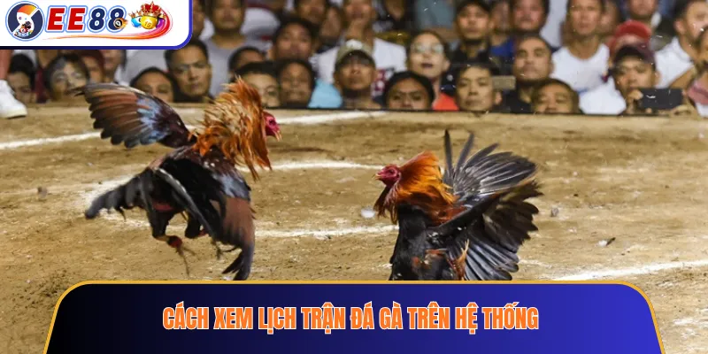Cách xem lịch trận đá gà trên hệ thống